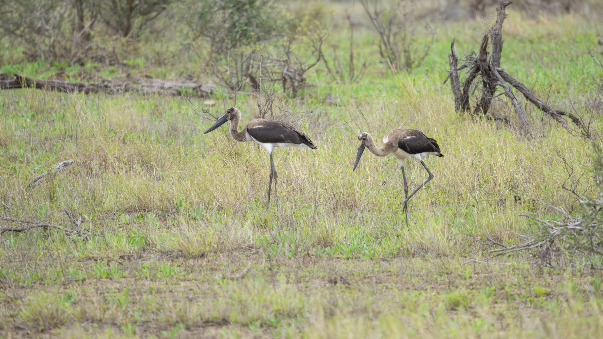 Kruger25 2025 11 02 07 07 02 ILCE 1M2 3584